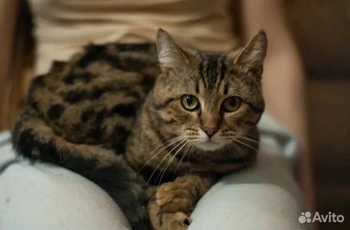 Идеальный кот Гамбол в поисках дома