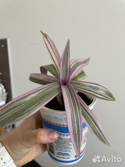 Традесканция розовая (хлорофитум розовый)