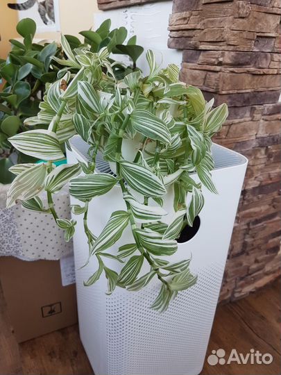 Комнатные растения