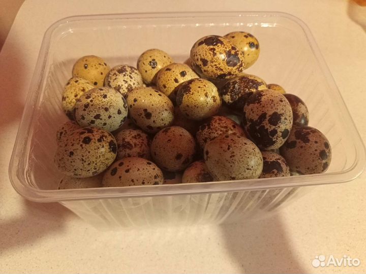 Яйцо перепелиное,мясо перепела
