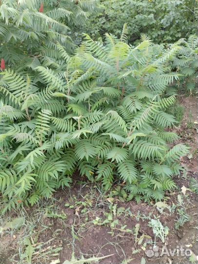 Сумах растения для сада