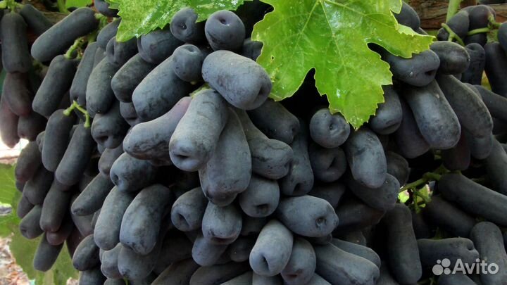 Виноград хэллоуин и аватар и др