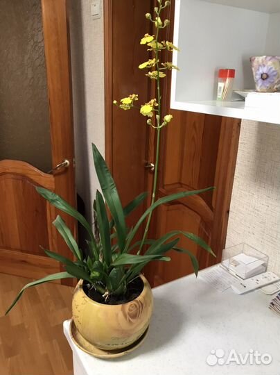 Орхидея онцидиум