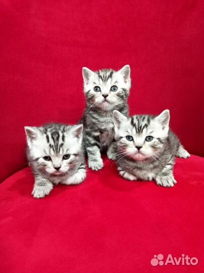 Британские котята