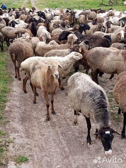 Овцы бараны ягнята