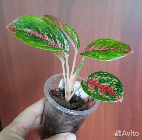 Сортовые Аглаонемы