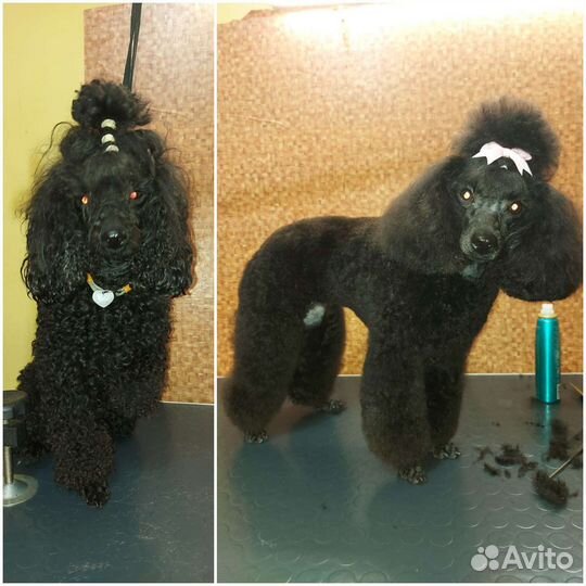 Стрижка собак и кошек, ультразвуковая чистка зубов