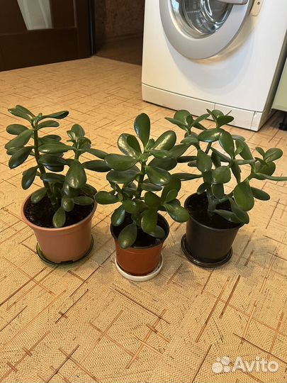 Толстянка - денежное дерево