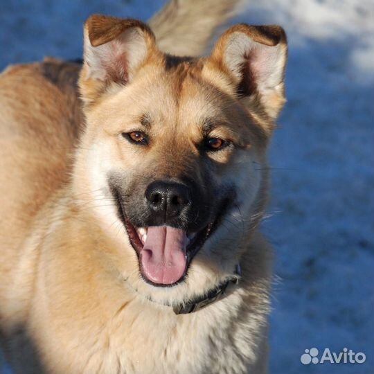 Собака в добрые руки