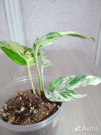 Сциндапсус, эпипремнум