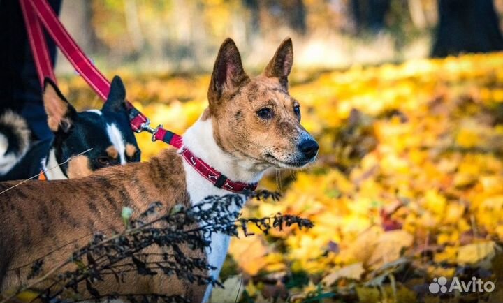 Щенки басенджи