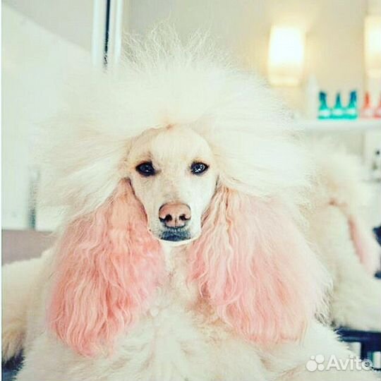 Стрижка собак, Груминг