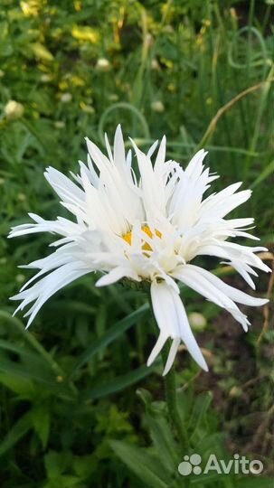 Ромашка Крейзи Дейзи