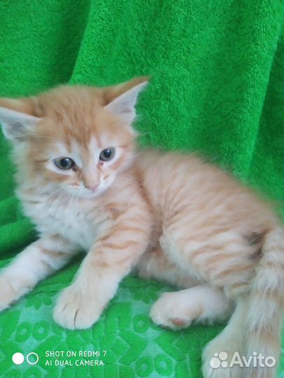 Котята отдам бесплатно
