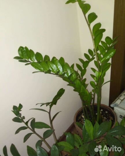 Спатифиллум и другие комнатные цветы