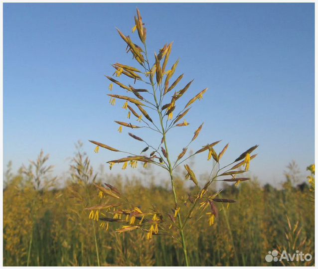 Семена Костреца Безостого опт