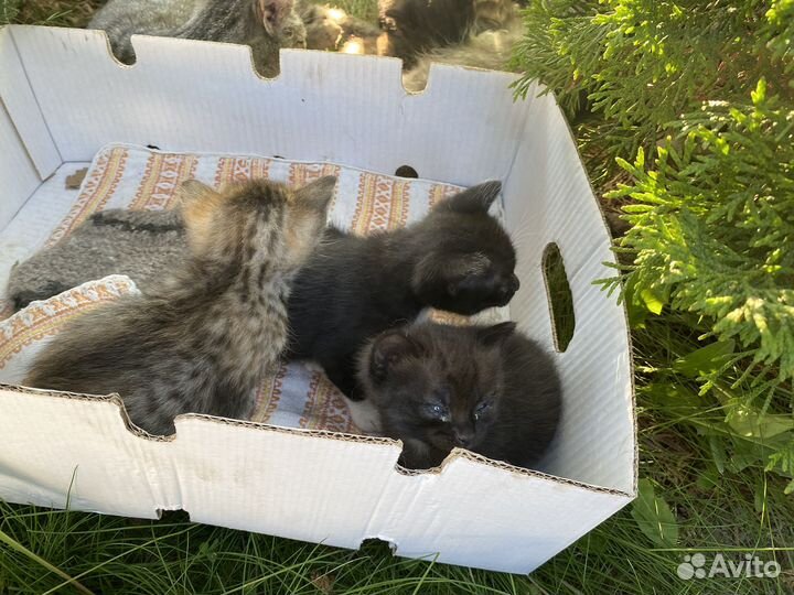 Котята в добрые руки бесплатно