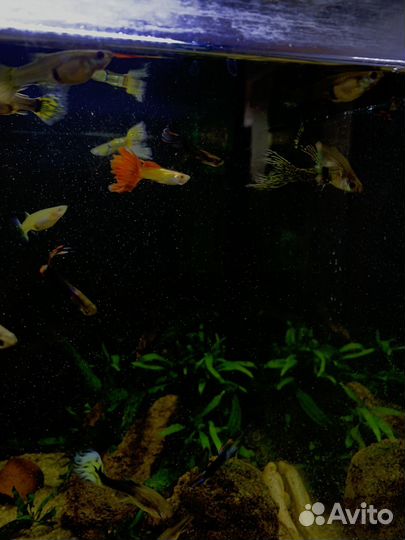 Рыбки гуппи