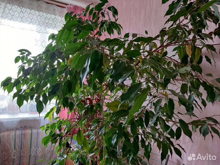 Фикус бенджамина большой