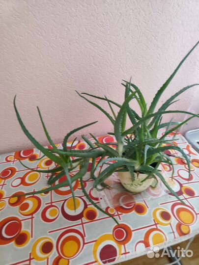 Комнатные растения, цветы