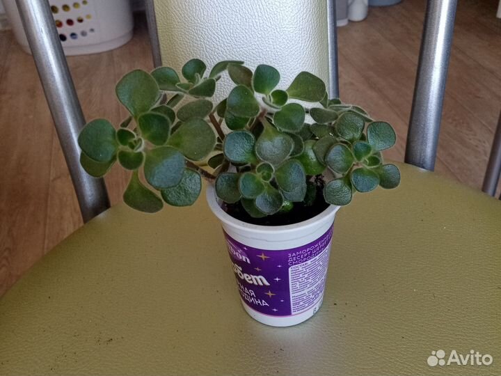 Аихризон дерево любви