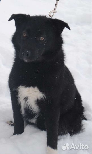 Собака