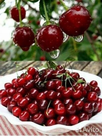 Саженцы черешни Фатеж, Василиса, Овстуженка и др