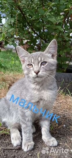 Котята в дар