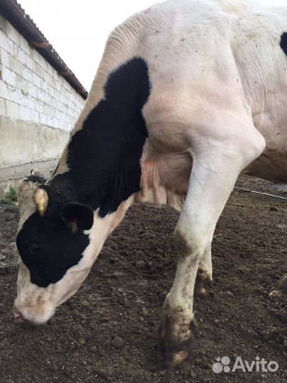 Племенной бык