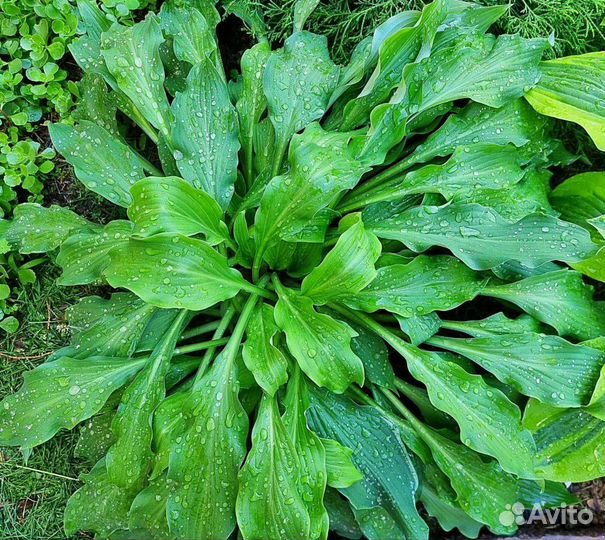 Хосты сортовые