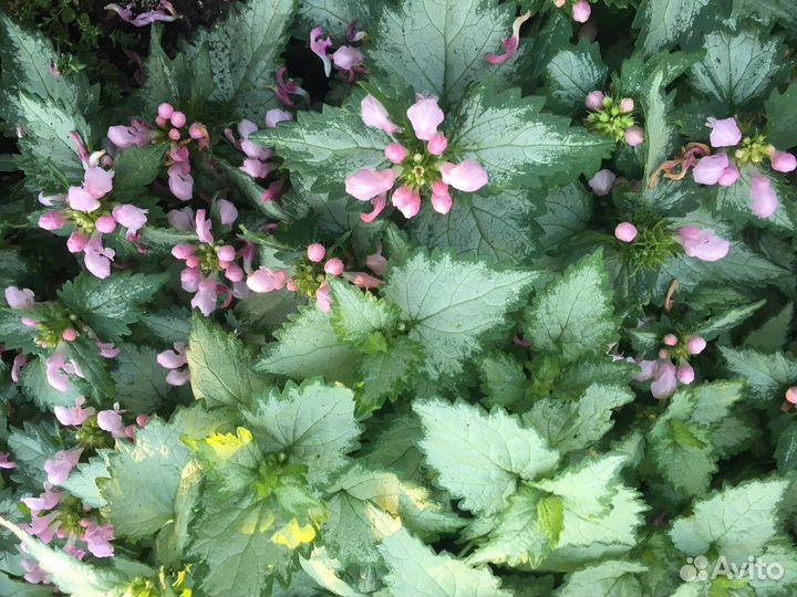 Цветы для сада