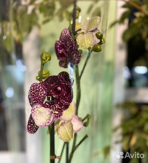 Орхидеи эксклюзивные