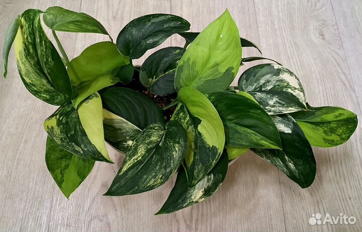 Сциндапсус жаде сатин вариегатный