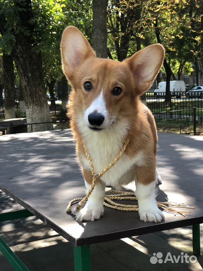 Вельш-корги