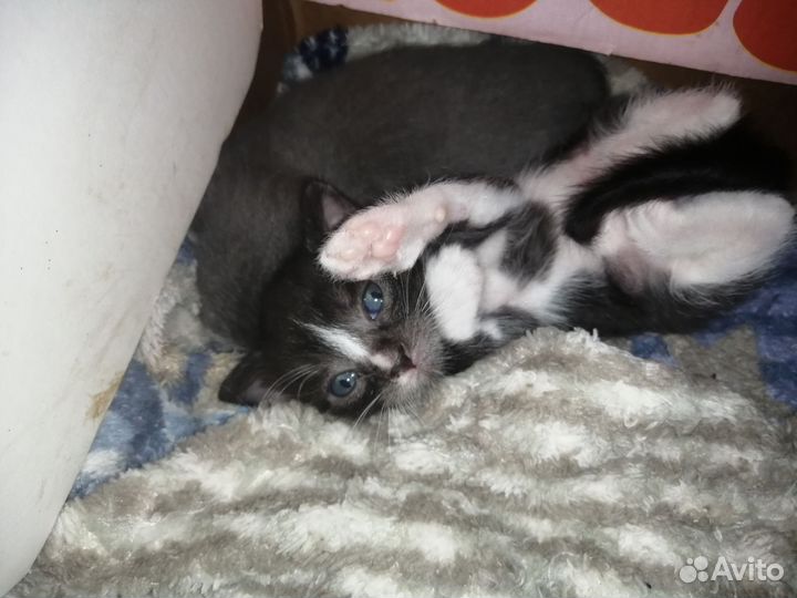 Котят отдам бесплатно