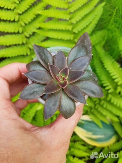 Суккуленты 2