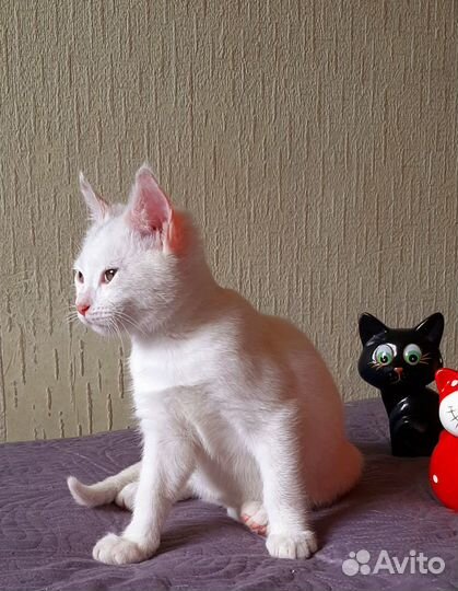 Отдам котенка