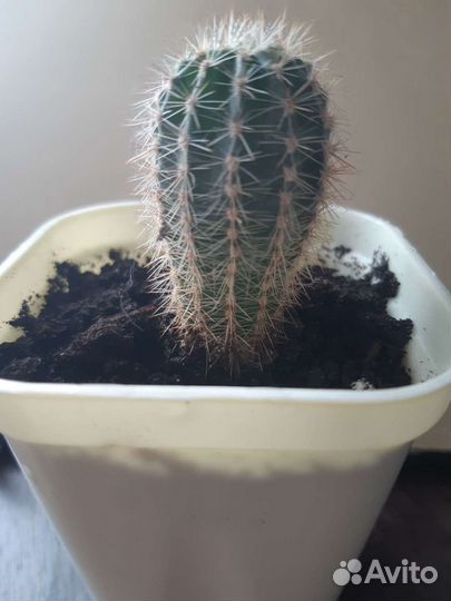 Кактусы и суккуленты