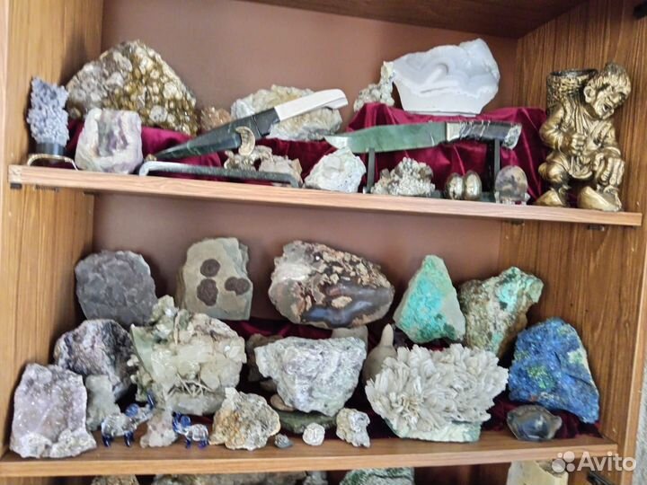 Окаменелости. Минералы. Жеоды. Септарии. Аммониты