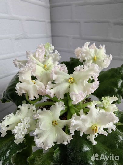 Посаженные листы селекционных фиалок