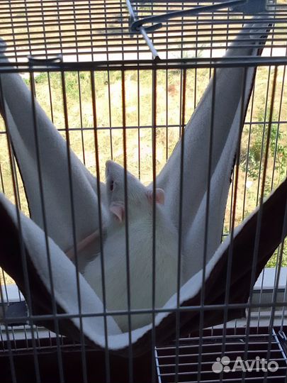 Крыса дамбо мальчик