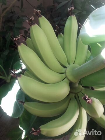 Банан плодоносящий комнатный