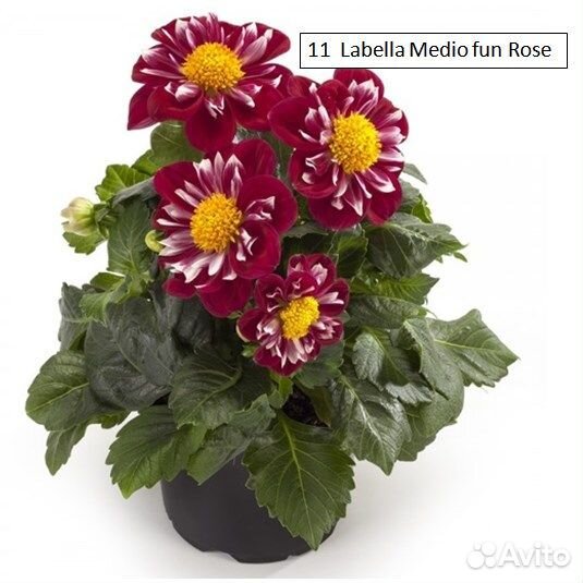 Георгины вегетативные патио