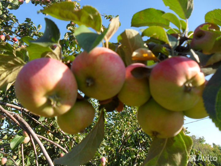 Сок яблок (банка 3л) Саженцы яблони 2 метра 2 года