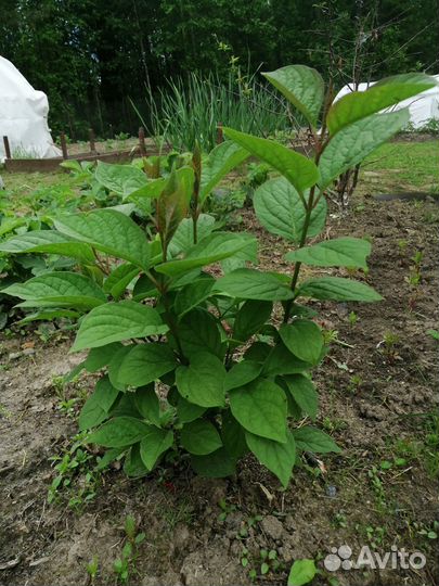 Жасмин садовый чубушник