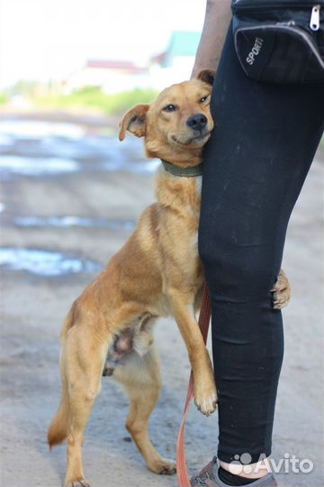 Робин ищет дом