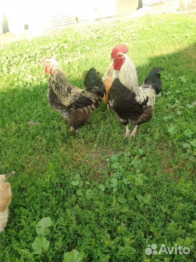 Петухи