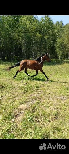 Конь, помесь будёновской