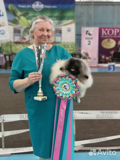 Щенки пекинесы
