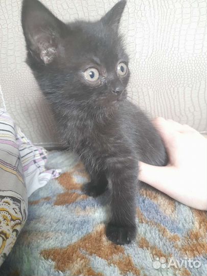 Кошки бесплатно